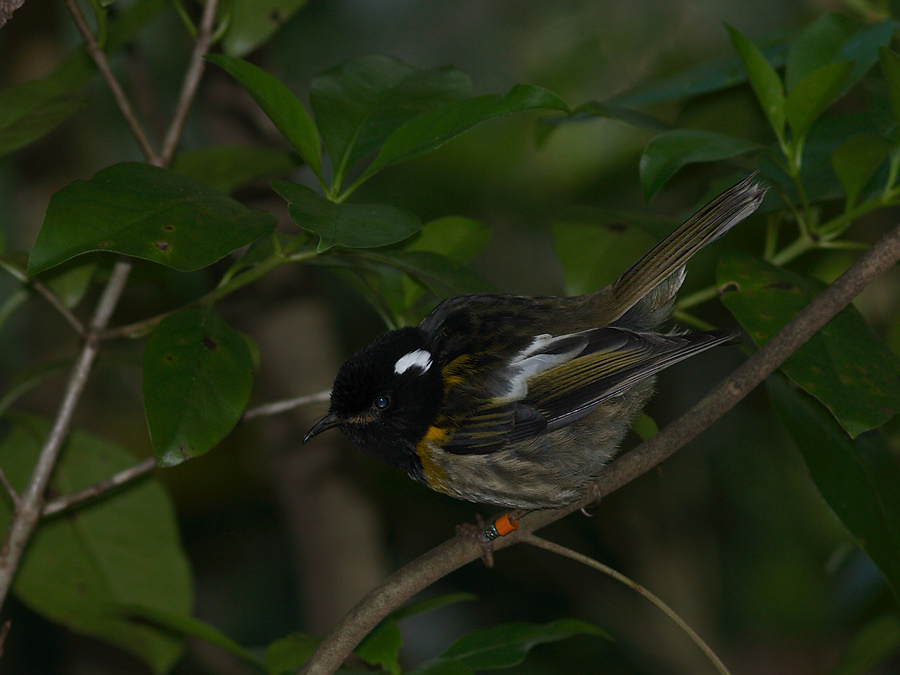 male-stitchbird-Notiomystis-cincta-Wattle-Track-Tiritiri-Matangi-2013-07-21-IMG 9696