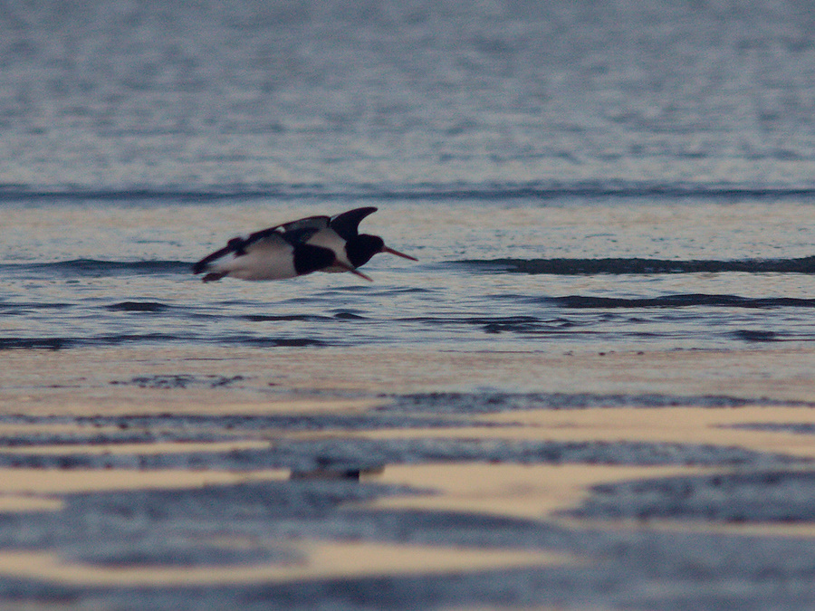oystercatchers-Rays-Rest-Miranda-Bird-Reserve-2013-07-01-IMG 8734