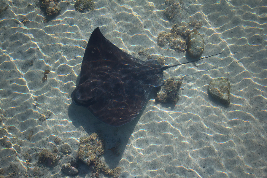 rays-in-shallow-water-Tiritiri-Matangi-2013-07-21-IMG 9540