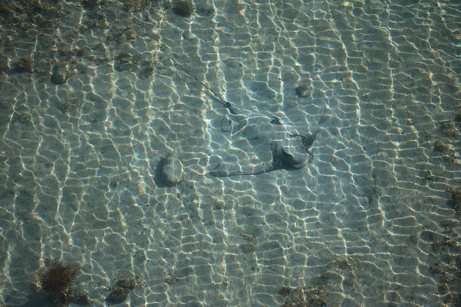 rays-in-shallow-water-Tiritiri-Matangi-2013-07-21-IMG 9541