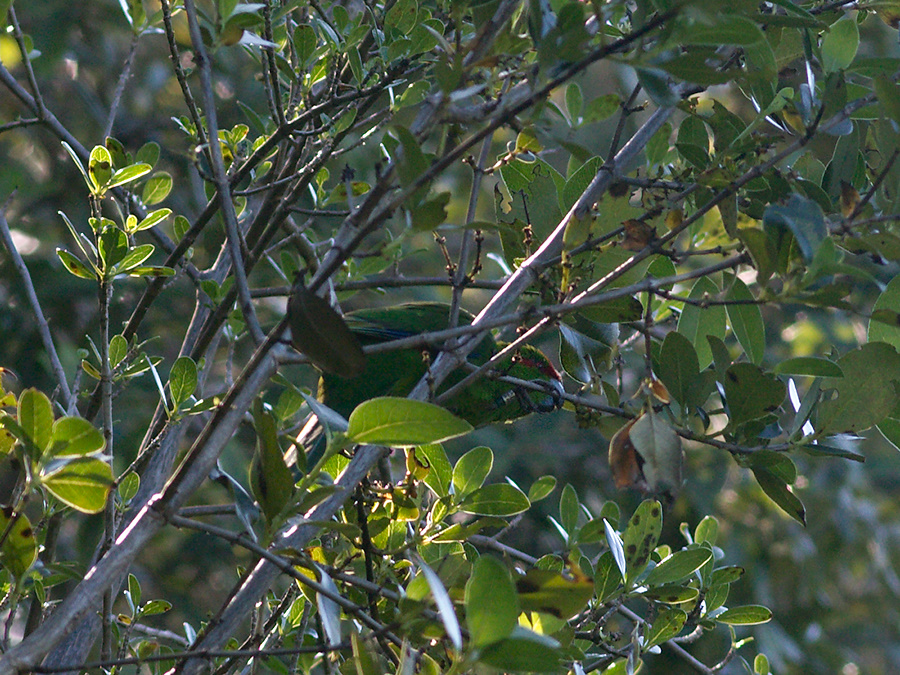 red-crowned-kakariki-Cyanoramphus-novaezelandiae-East-Coast-Track-Tiritiri-Matangi-2013-07-21-IMG 9675