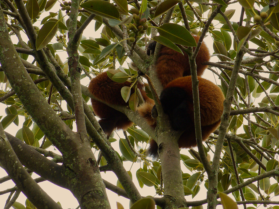 red-pandas-asleep-in-tree-Auckland-Zoo-2013-07-24-IMG 2809