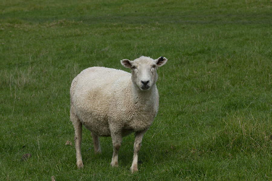 sheep-Heritage-Track-Shakespear-Park-Auckland-2013-07-04-IMG 8840