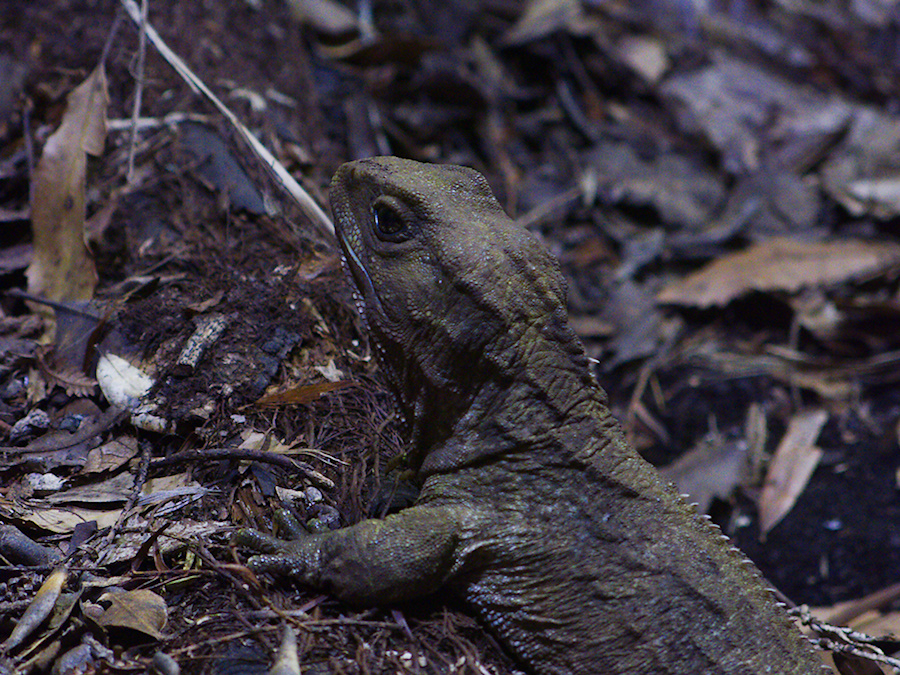 tuatara-lizard-Auckland-Zoo-2013-07-24-IMG 2832