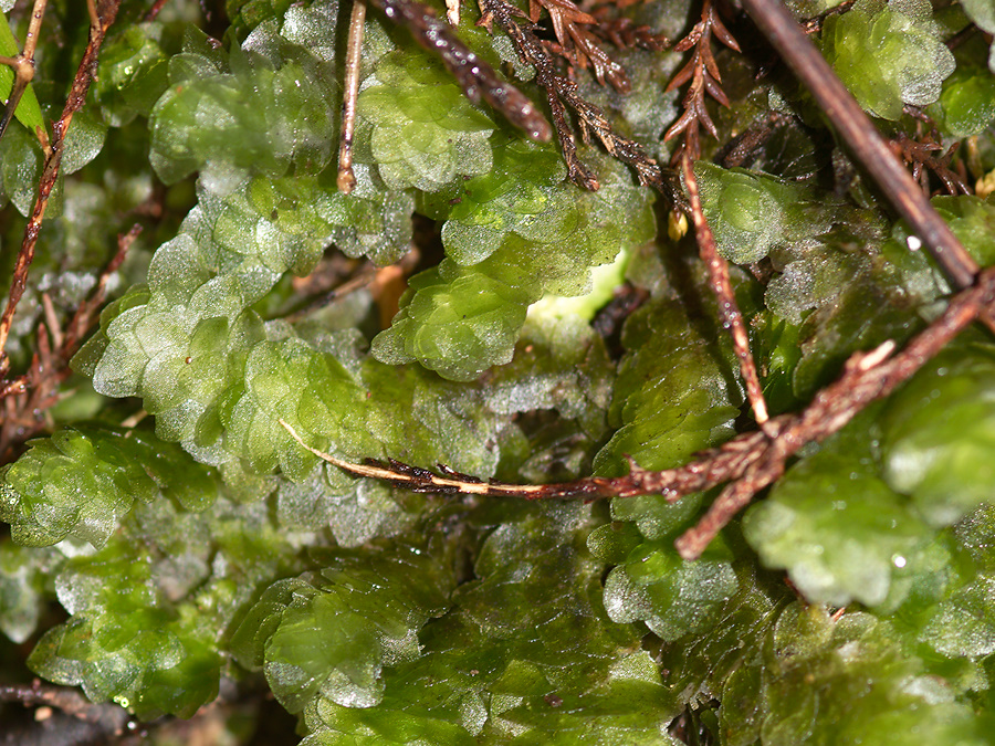 moss-with-sporophytes-Karangahake-Gorge-Dickey-Flats-29-05-2011-IMG 2173