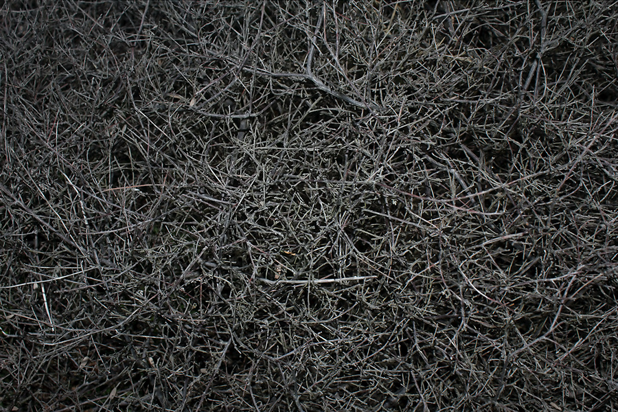 divaricate-branching-on-leafless-coastal-shrub-Coprosma-Tasman-Lookout-Piha-21-07-2011-IMG 3106