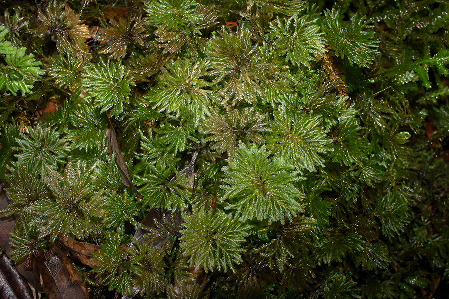 Canalohypopterygium-tamariscinum-indet-umbrella-mosses-Natural-Bridge-Mangapohue-2013-06-21-IMG 8328