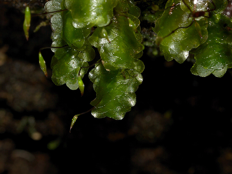 Distichophyllum-microcarpum-capsules2-moss-Totara-Walk-Pureora-2013-06-21-IMG 8461