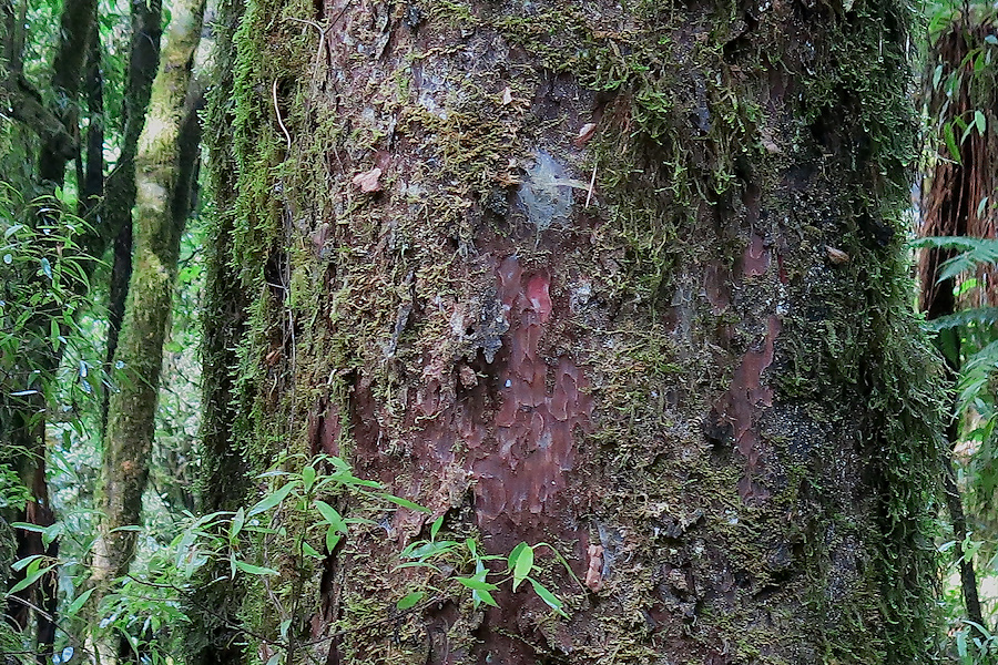 trunk-hammer-marks-bark-of-matai-Prumnopitys-taxifolia-Timber-Track-Pureore-2013-06-22-IMG 1829