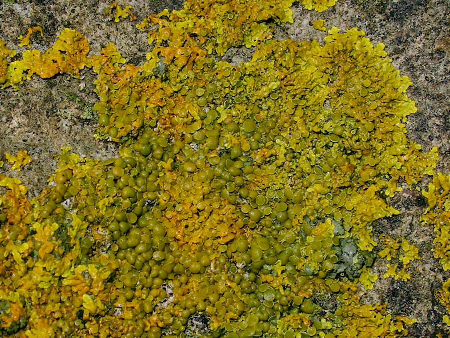 yellow-lichen-on-fossil-bearing-limestone-rocks-Mangapohue-Natural-Bridge-2013-06-20-IMG 1707