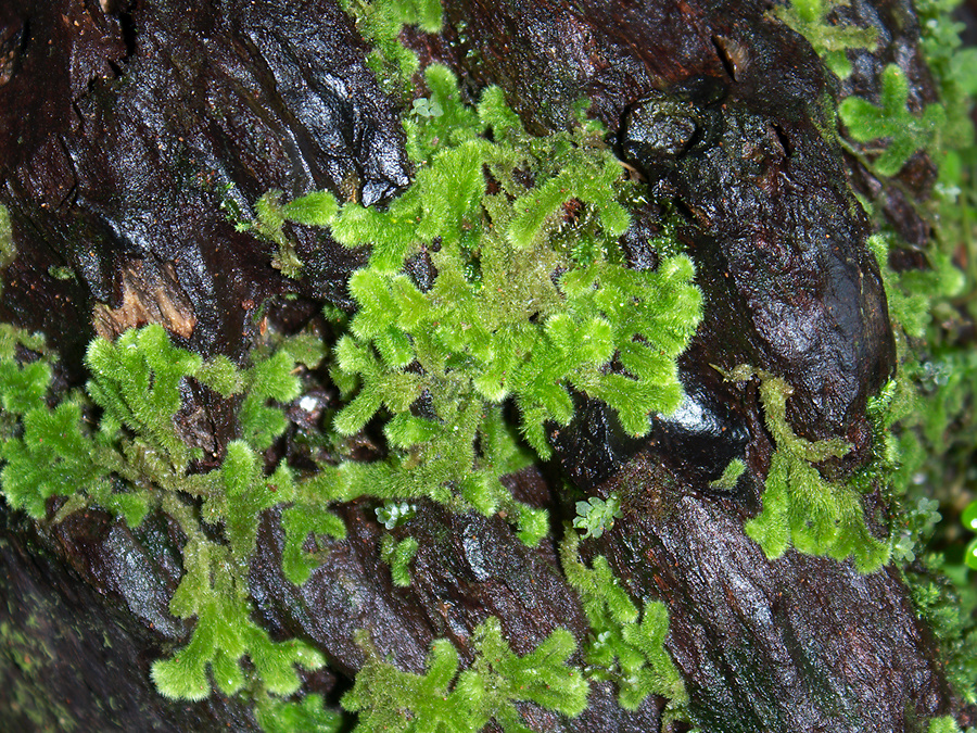 Leiomitra-lanata-leafy-liverwort-Jubilee-Track-Mt-Ngongotaha-Rotorua-27-06-2011-IMG 2561