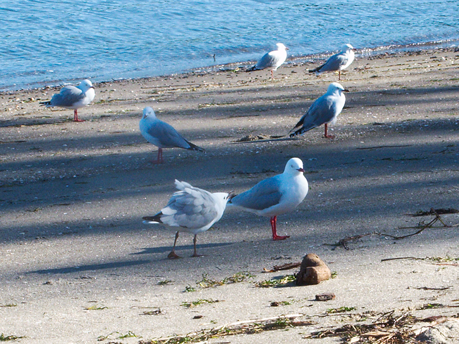 gull-small-gray-white-Mt-Maunganui-bay-shore-01-06-2011-IMG 8132