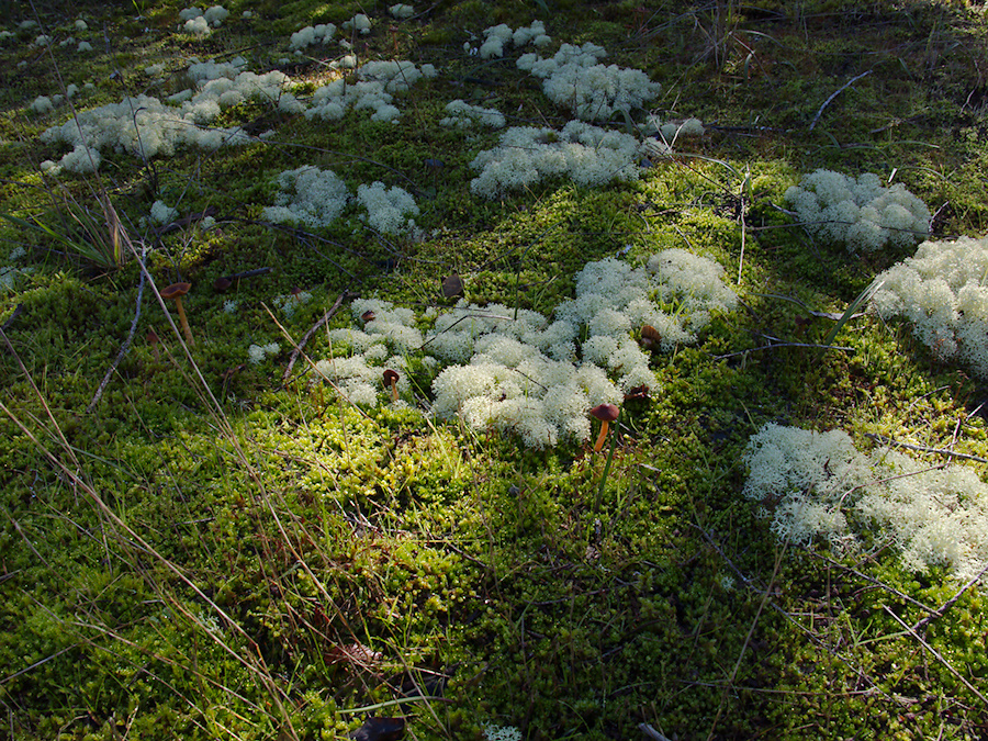 fruticose-lichen-whitish-clouds-on-moss-DOC-track-access-Galatea-Te-Urewera-2013-06-25-IMG 1935
