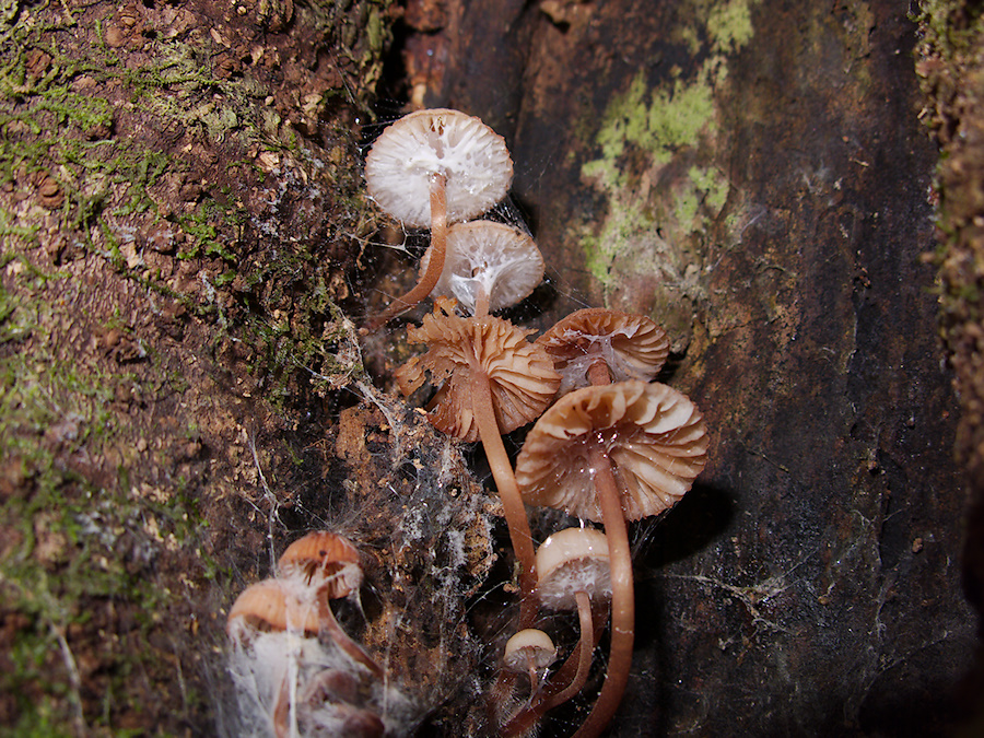 gill-mushrooms-growing-in-tree-crevice-Galatea-Foothills-Track-Te-Urewera-2013-06-25-IMG 1945