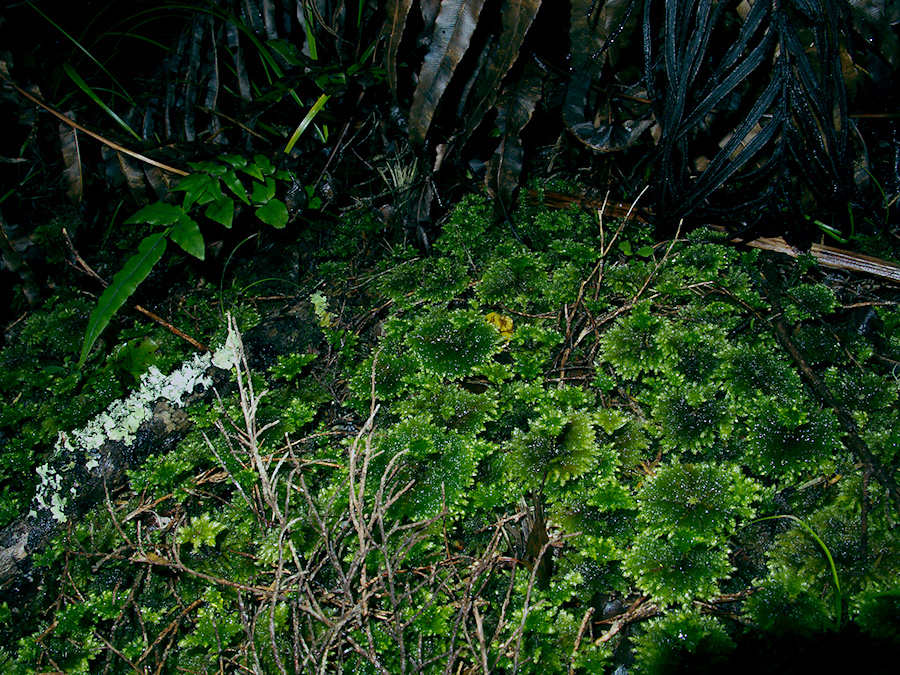 Mniodendron-dendroides-umbrella-moss-like-jewelry-Short-Loop-Pukenui-Whangarei-2013-07-11-IMG 2600