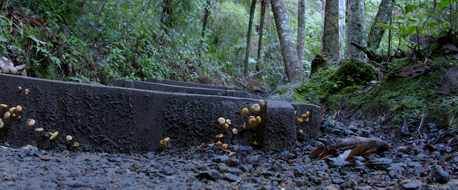 mushrooms-conquering-the-world-starting-with-the-path-Drummond-track-Parihaka-2016-06-21-IMG 7000