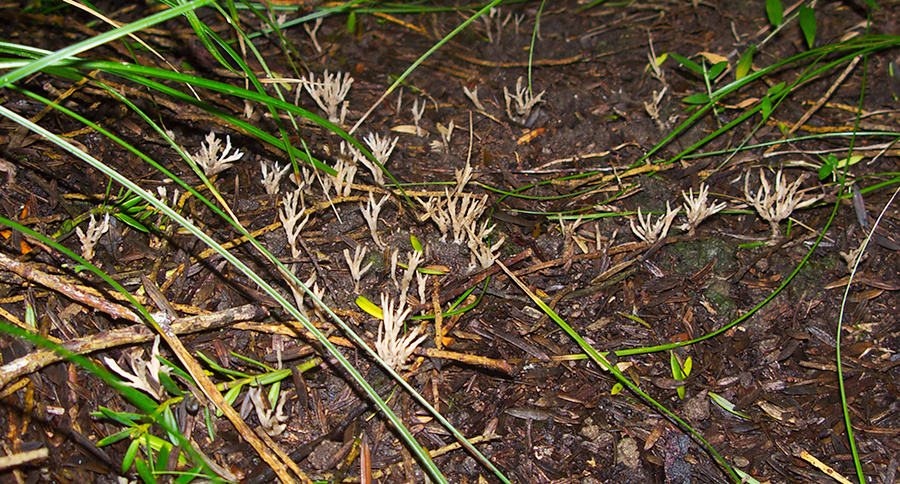 white-coral-fungus-Abbey-Caves-Whangarei-16-07-2011-IMG 9286