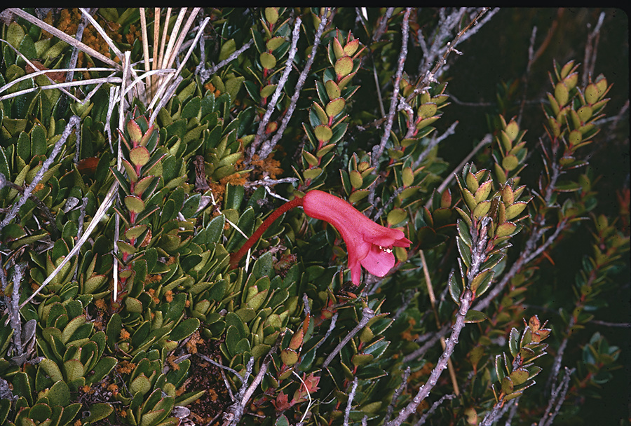 Rhododendron-saxifragoides-Mt-Giluwe-PNG-1976-060