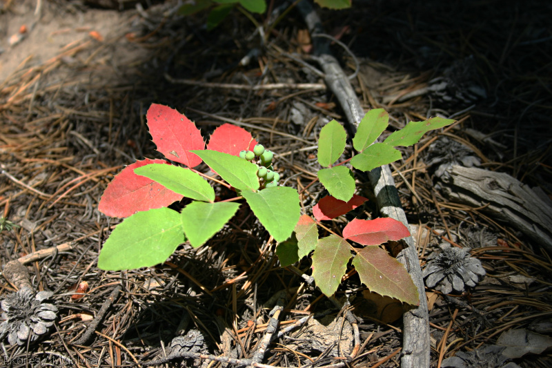 Mahonia-red-leaves2-Uintas-utah-2005-07