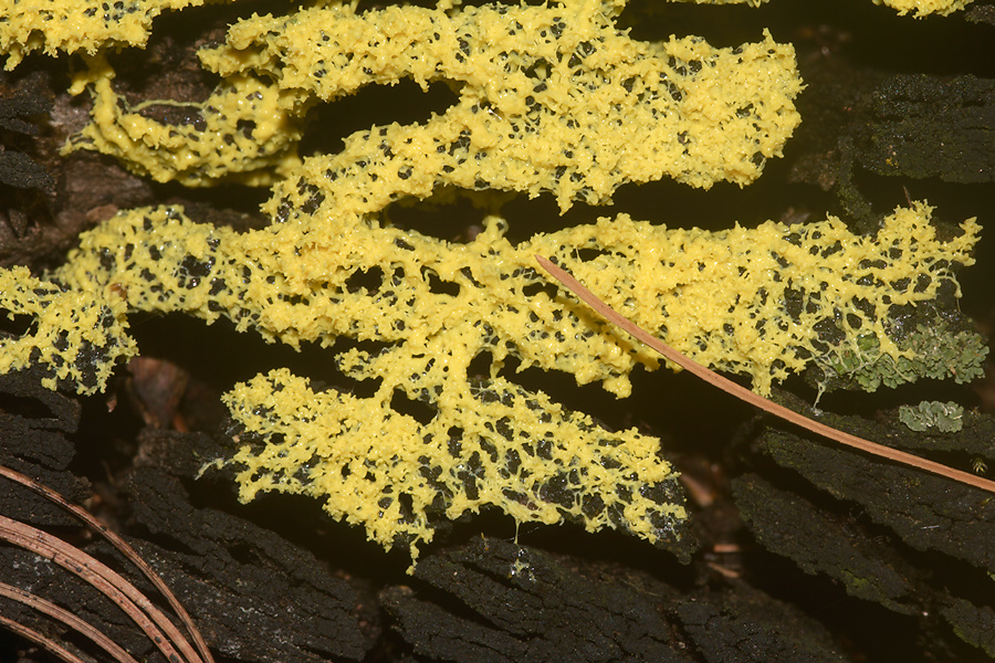 yellow-slime-mold-on-tree-stump-Wisconsin-2012-07-15-IMG 6226