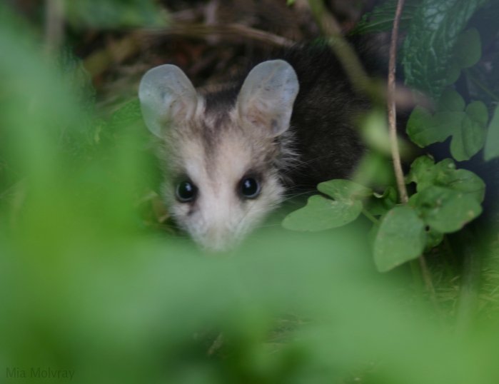 opossum-baby-1.jpg