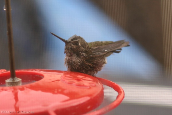 Annas-hummingbird-male-juv-bathing