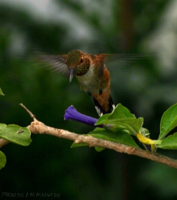 allens-hummingbird-late may2006-3sm