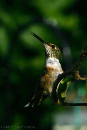 allens-juv-male-defiant-sm