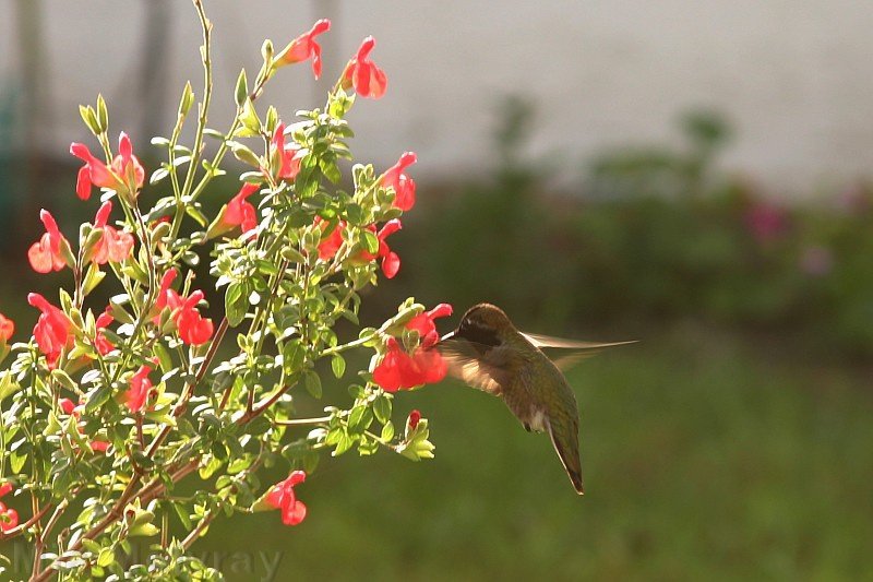 Tropical Red Sage