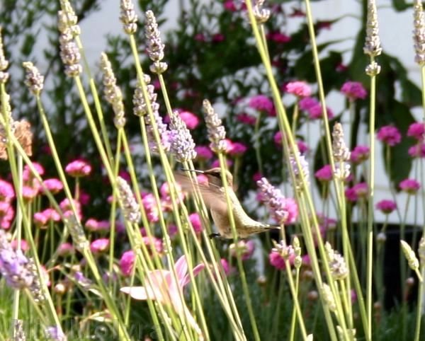 hummingbird in lavender