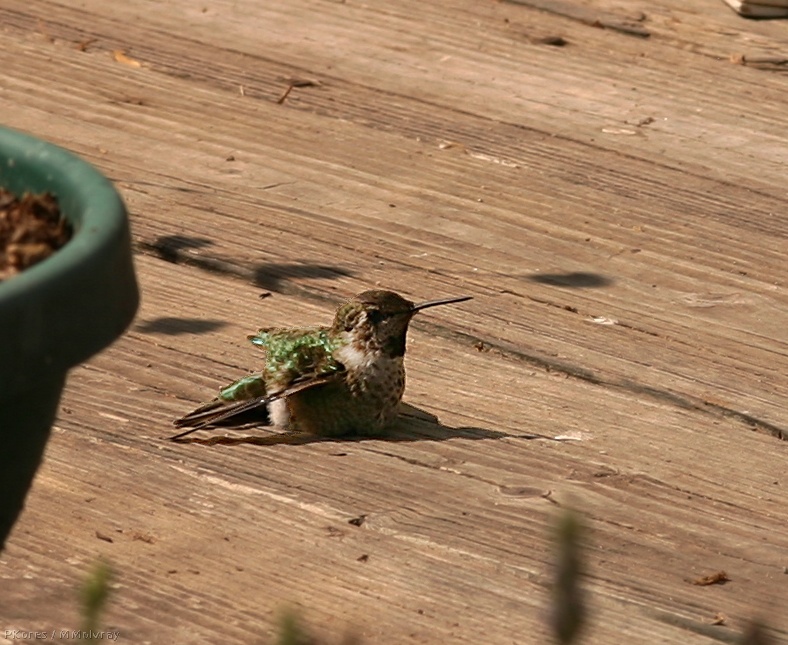 hummingbird stretched out on wooden deck to warm up in the morning sun