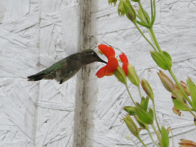 hummingbird-on-mimulus-cardinalis-2008-07-06-IMG 0042