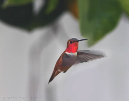 hummingbird-rufous-male-at-feeder.jpg