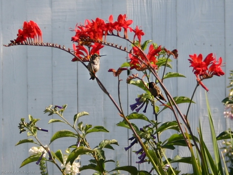 hummingbirds in red crocosmia