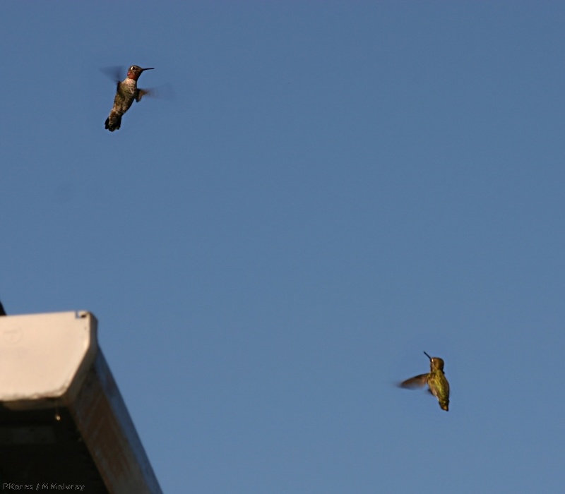 img 1375-hummingbirds-fighting-10