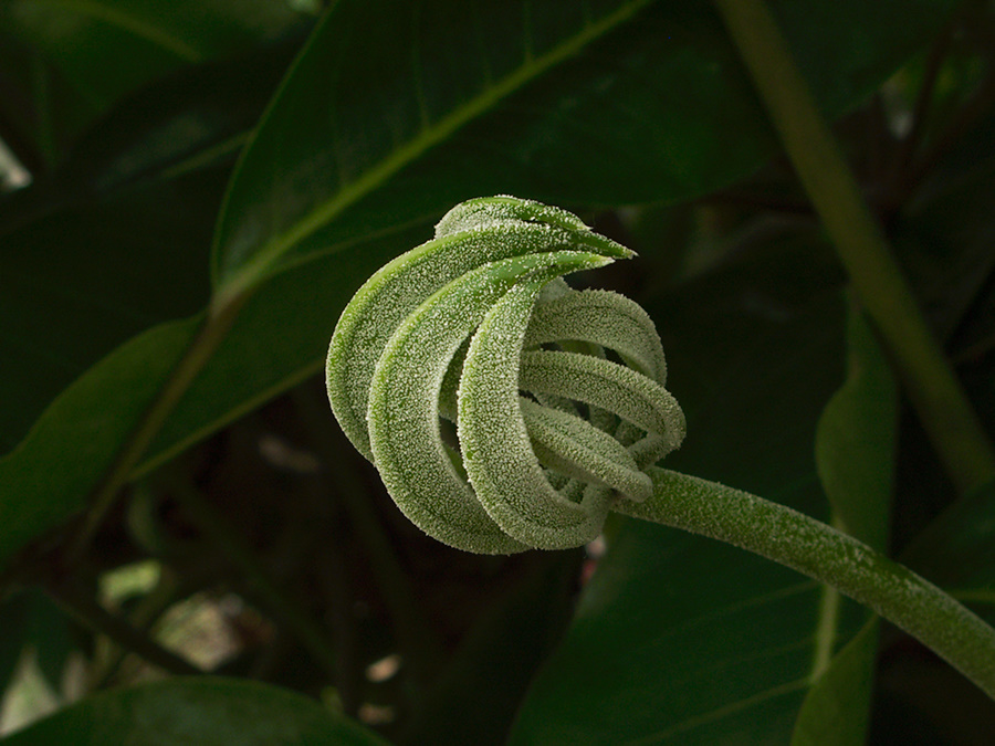 palmate leaf