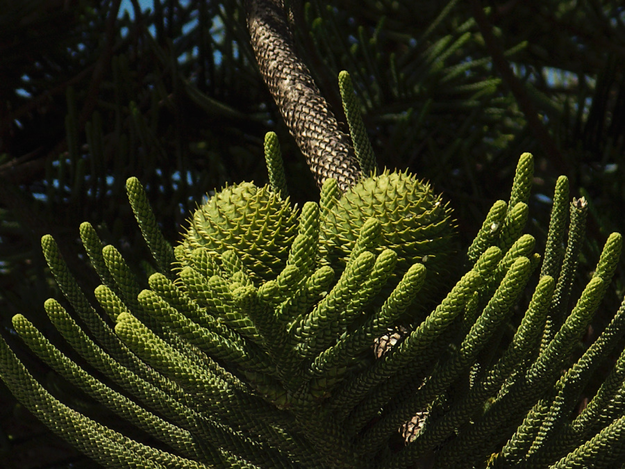 Araucaria-cunninghamii-hoop-pine-cones-Hueneme-street-tree-2012-04-26-IMG 1590