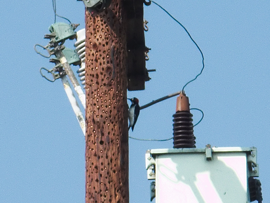 acorn-woodpecker-Melanerpes-formicivorus-Pasadena-2011-10-15-IMG 9881