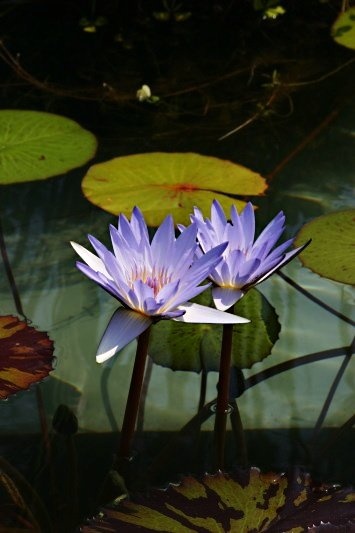 water-lily-purple-getty-villa