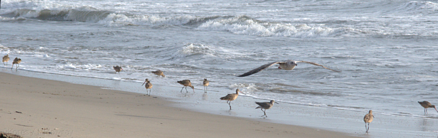 marbled-godwits-willet-flying-gull-ormond-2008-11-04-IMG 1504