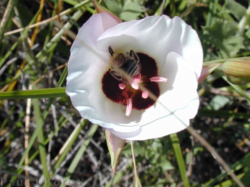 Calochortus catalinae fl13beesm 