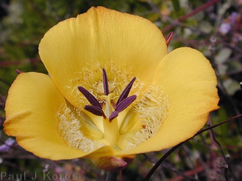 Calochortus clavatus fl37sm 