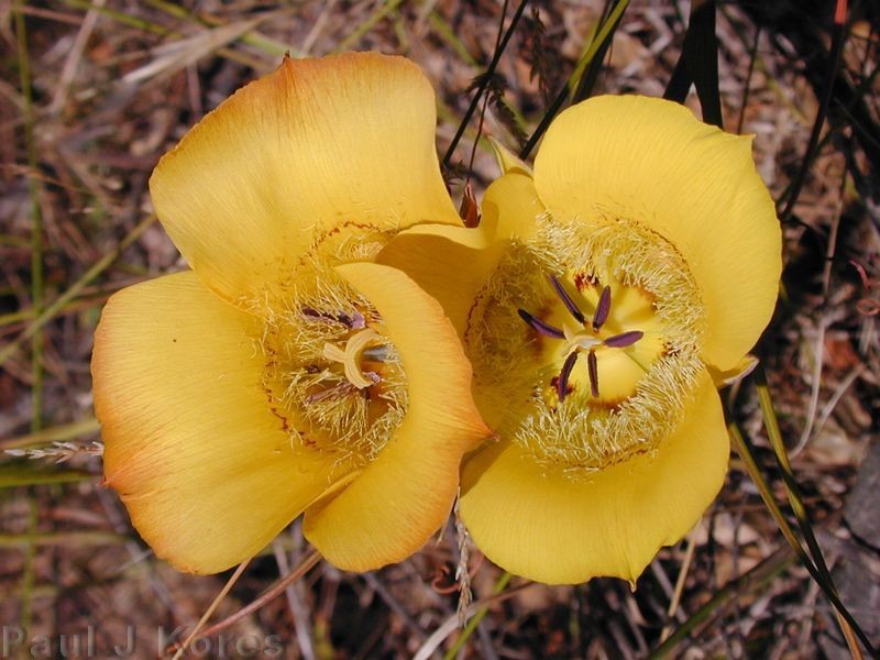 Calochortus clavatus fls1 