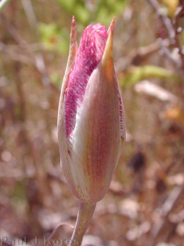 Calochortus plummerae bud1sm 