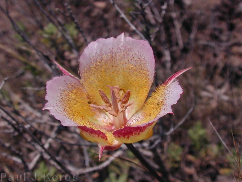 Calochortus plummerae fl11sm 