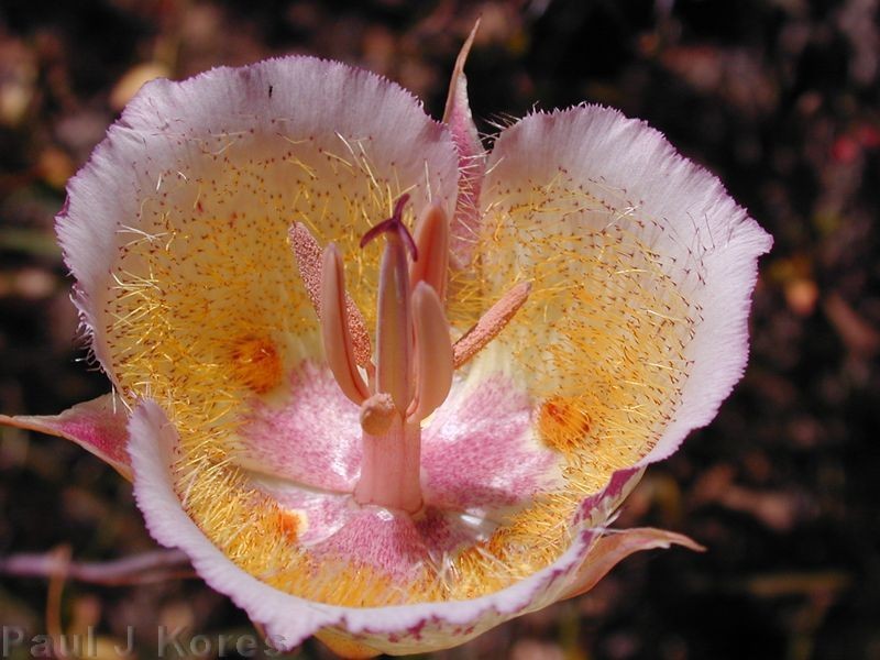 Calochortus plummerae fl19sm 