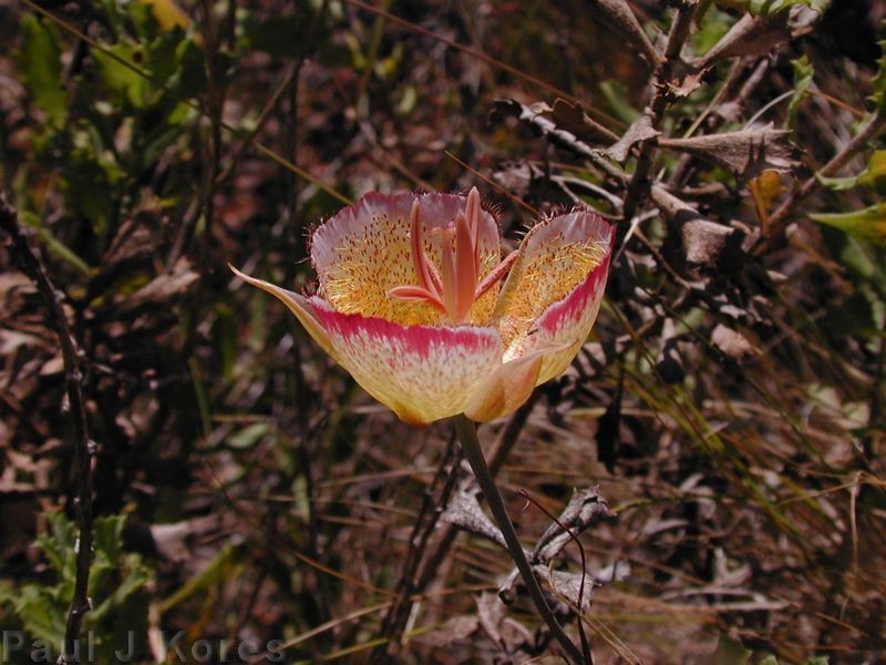 Calochortus plummerae fl5sm 